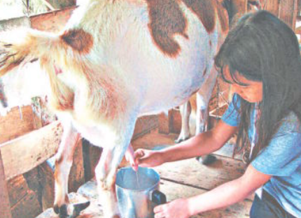 Evento sobre diagnóstico de brucelose animal é promovido pela UFSM e Secretaria da Agricultura e Pecuária