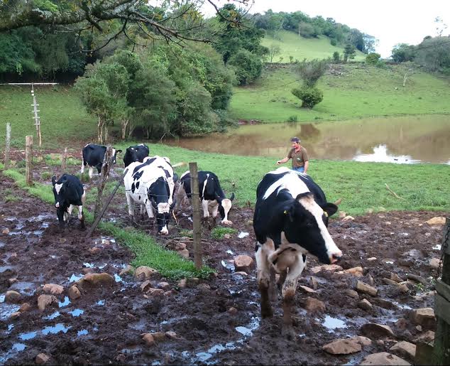 Chuva reduz captação de leite em 6,5% no RS