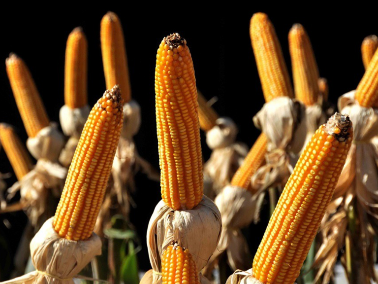 Pró-Milho RS promove novo seminário nesta quarta-feira para discutir o fomento à produção do cereal