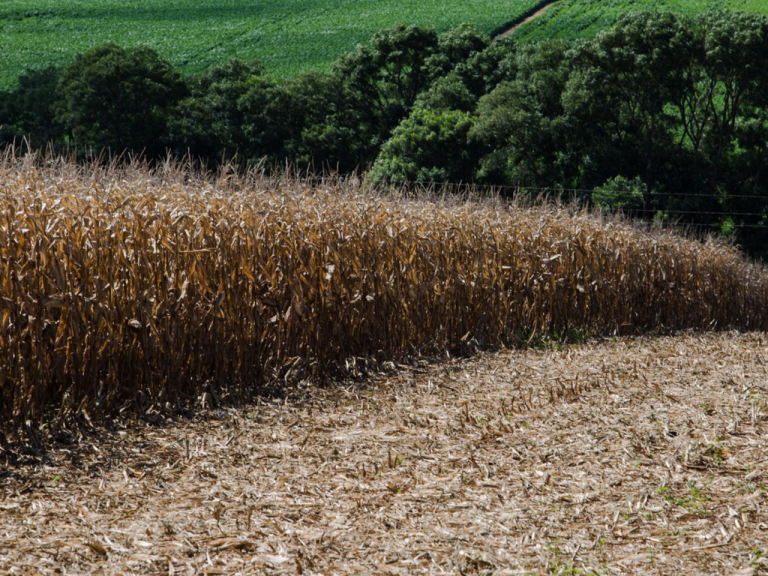 Pró-Milho RS: Estado tem condições de ampliar produção de milho em 2,7 milhões de toneladas sem acréscimo de área