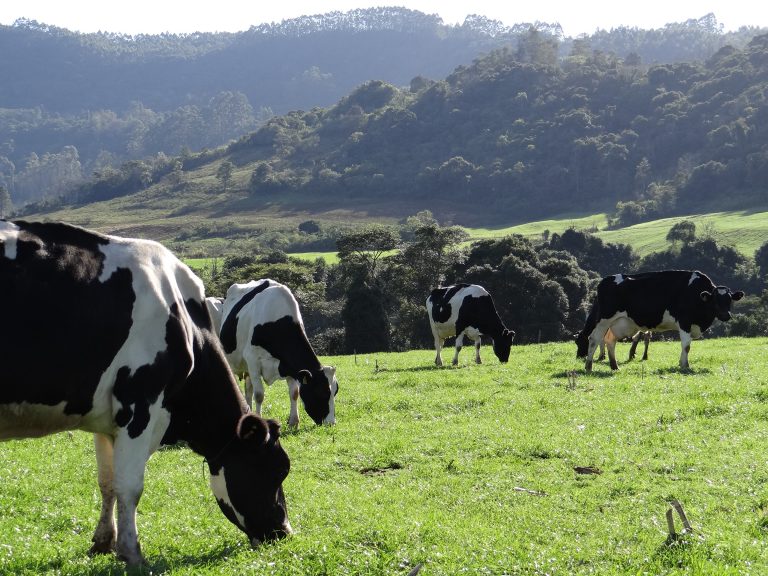 Dano progressivo do FAF alerta setor lácteo