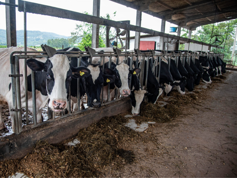 Sindilat e Embrapa Gado de Leite promovem workshop focado nos Sistemas Típicos de Produção de Leite